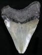 Juvenile Megalodon Tooth - South Carolina #27246-1